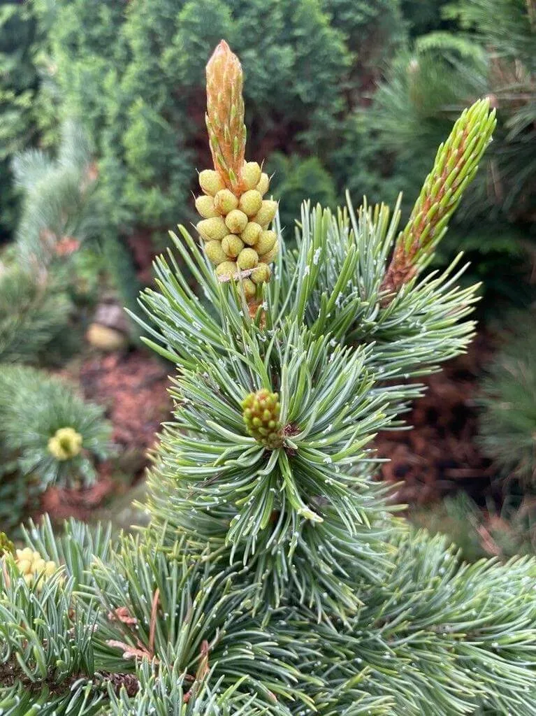 Ismerd meg a Bozontos fenyő (Pinus aristata) jellemzőit, gondozását, teleltetését és szaporítását egy helyen!