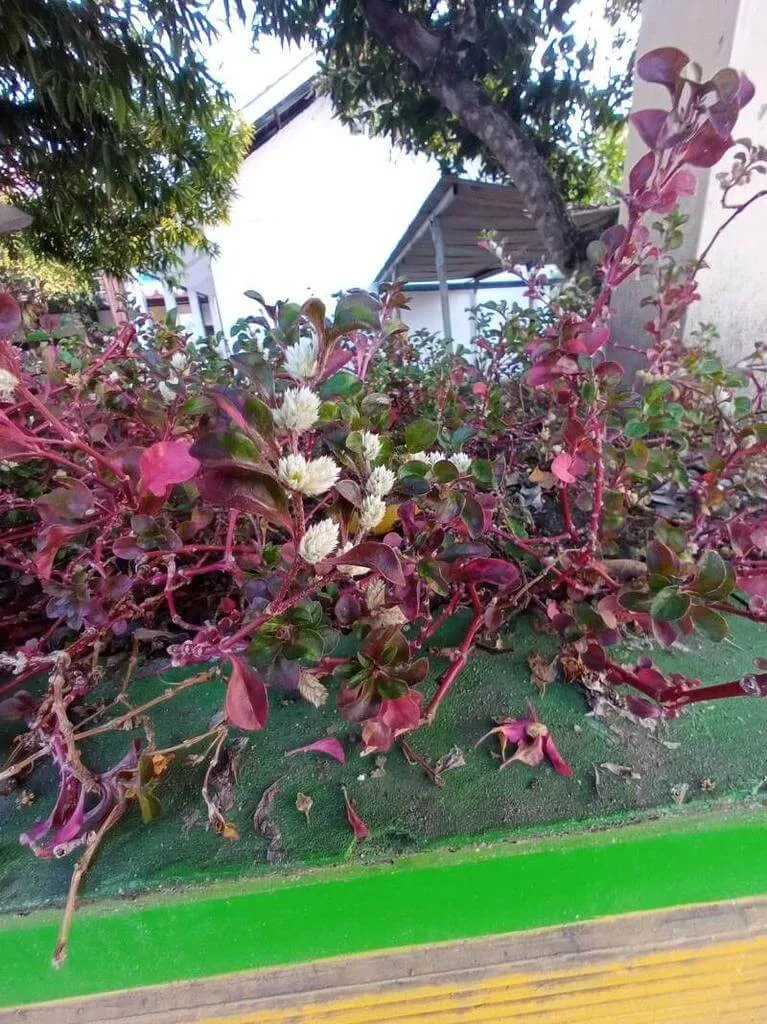 Brazil örömfű (Alternanthera brasiliana): Fajták, Gondozás és Teleltetés