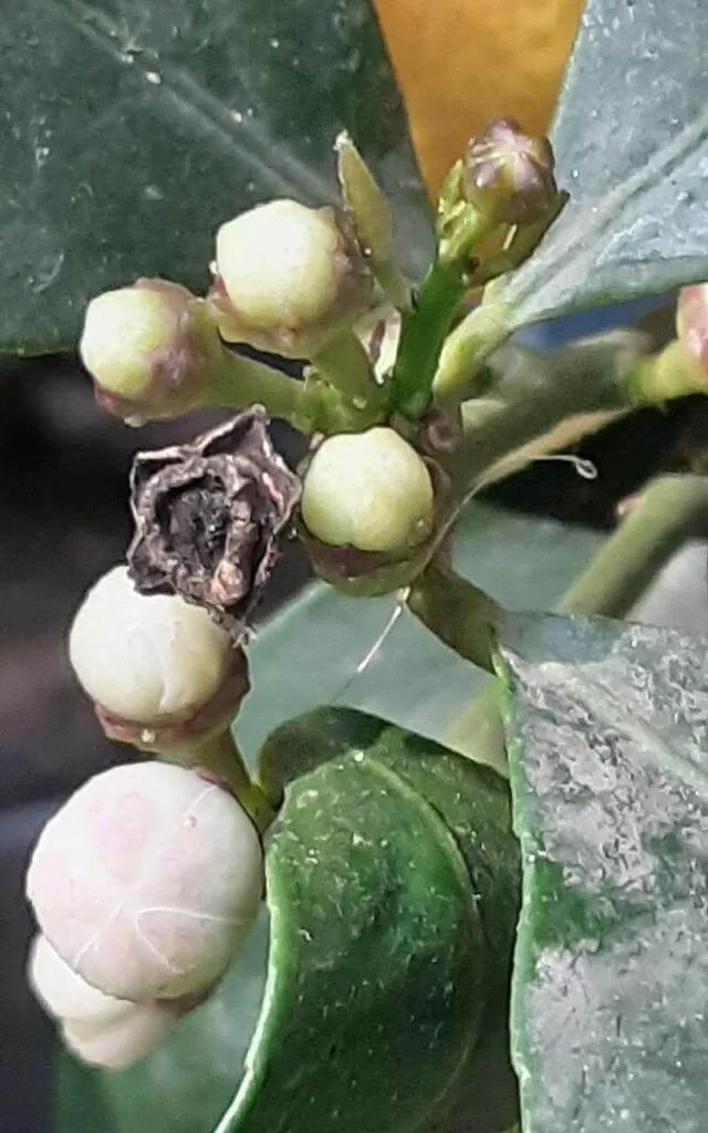 Fedezd fel a Buddha keze citrom (Citrus medica) fajtáit, gondozását és érési idejét!