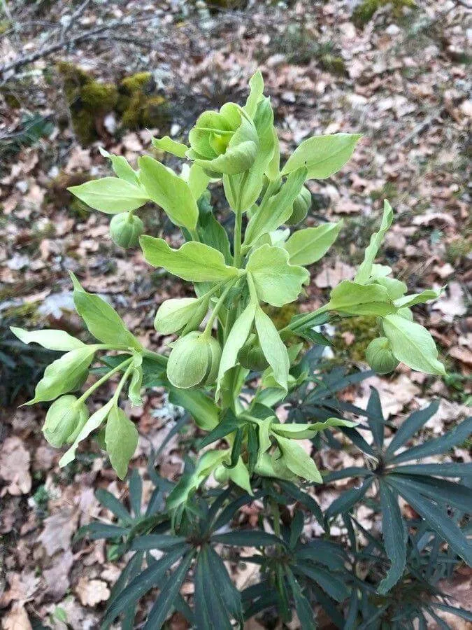 Fedezd fel a Büdös hunyort (Helleborus foetidus): gondozás, ültetés és szaporítás Fedezd fel a Büdös hunyort (Helleborus foetidus): gondozás, ültetés és szaporítás