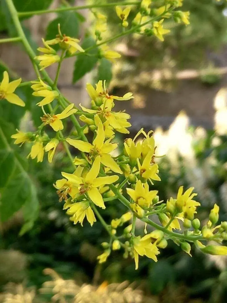 Fedezd fel a Bugás csörgőfa (Koelreuteria paniculata) fajtáit, gondozását és szaporítását!