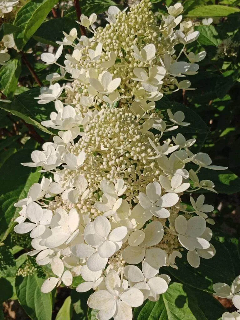 Fedezd fel a Bugás hortenzia (Hydrangea paniculata) fajtáit, gondozását és ültetését!