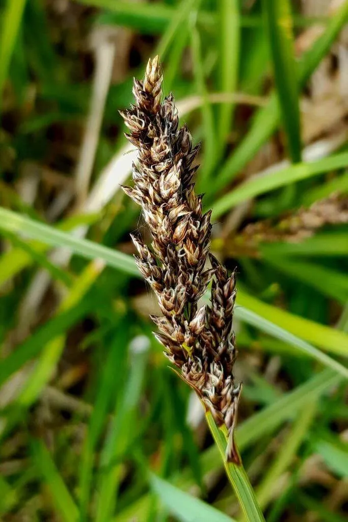 Fedezd fel a Bugás sás (Carex paniculata) fajtáit, gondozását és szaporítását!