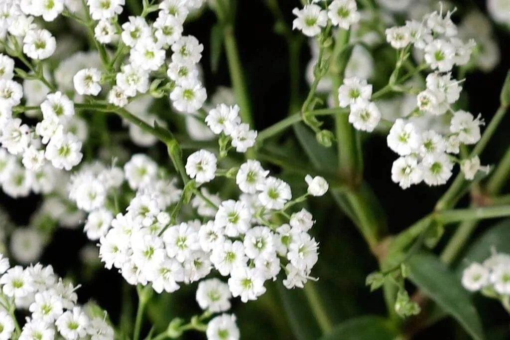 Fedezd fel a Buglyos fátyolvirág (Gypsophila paniculata) szépségét és gondozási titkait!