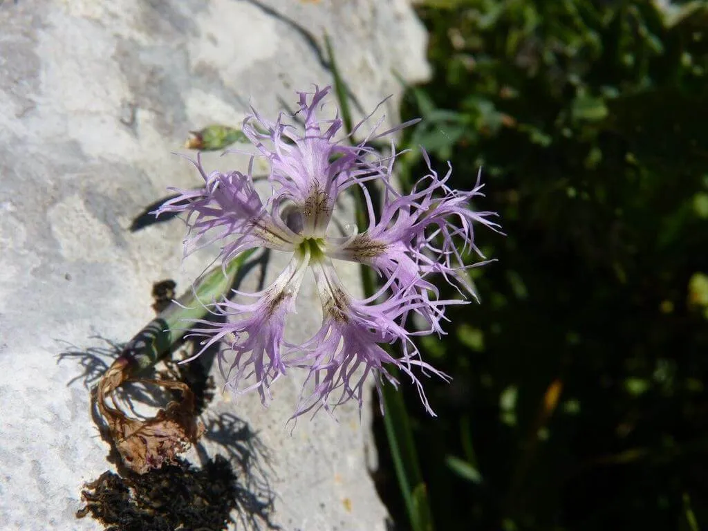 A Buglyos szegfű (Dianthus superbus) fajtái, gondozási módszerei és teleltetési tippek egy helyen.