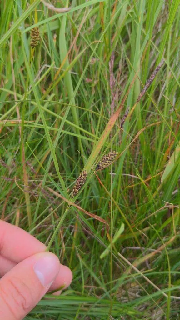 Ismerd meg a Buxbaum-sás (Carex buxbaumii) ültetését, gondozását, átültetését és öntözési alapszabályait!