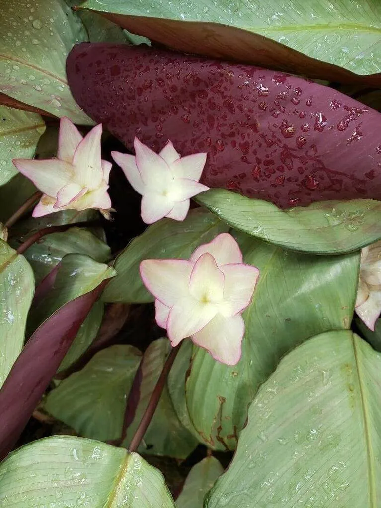 Tudd meg, hogyan kell gondozni a Calathea Medallion-t, ismerd meg ültetését és teleltetésének alapszabályait.