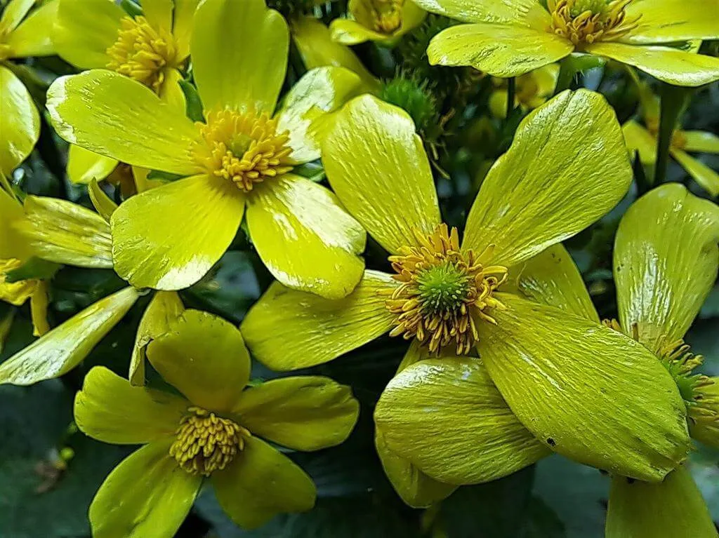 Ismerd meg a Canary buttercup fajtáit, ültetési és öntözési tippeket, valamint a leggyakoribb kártevőket és betegségeket!