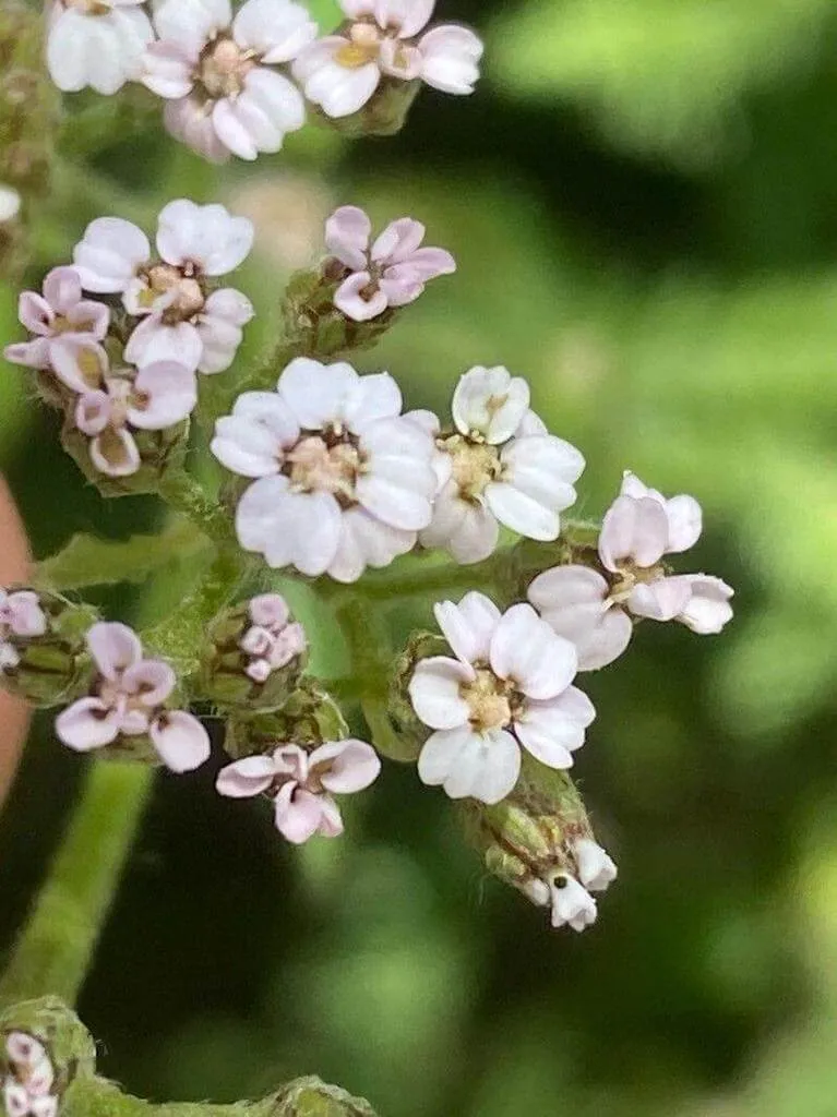 Cickafark (Achillea odorata): Fajták, Gondozás és Ültetés Tippek