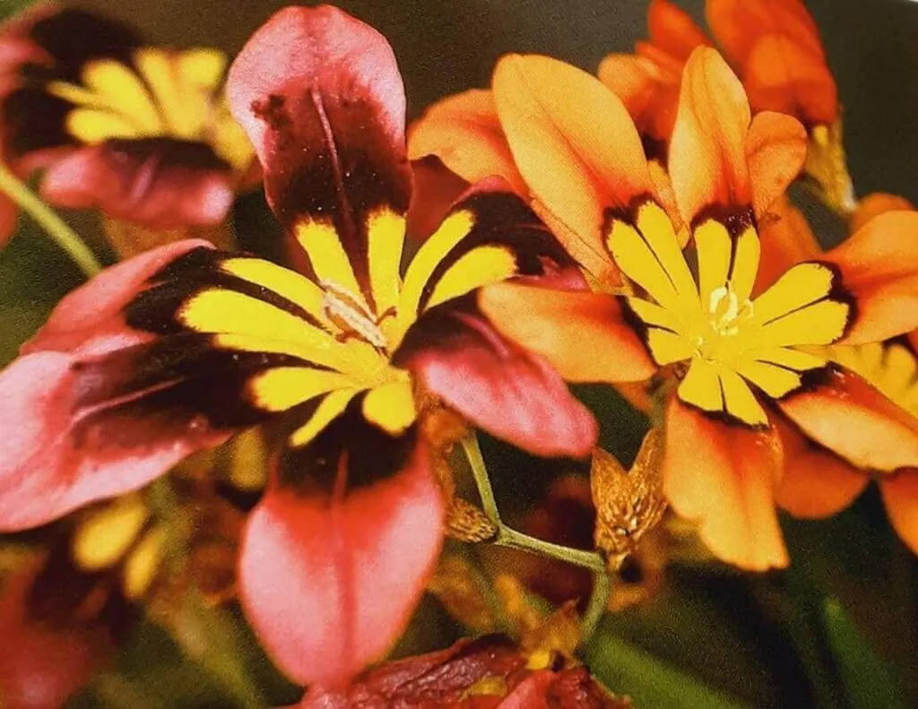 Ismerd meg a Cigányvirág (Sparaxis tricolor) fajtáit, gondozását, teleltetését és szaporítási módszereit egy helyen!