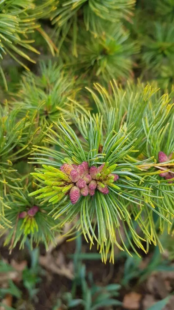 Ismerd meg a Cirbolyafenyőt (Pinus cembra) – Gondozás, Teleltetés és Szaporítás Ismerd meg a Cirbolyafenyőt (Pinus cembra) – Gondozás, Teleltetés és Szaporítás