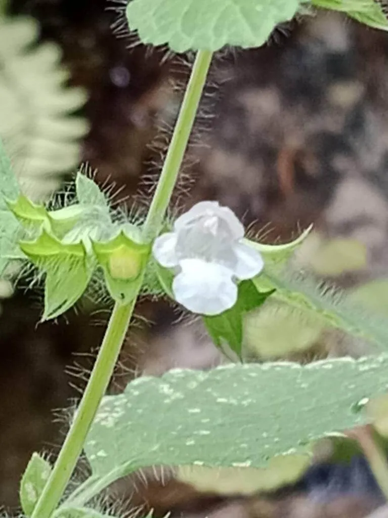 Ismerd meg a Citromfű (Melissa officinalis) fajtáit, gondozását, teleltetését és szaporítási módszereit egy helyen!