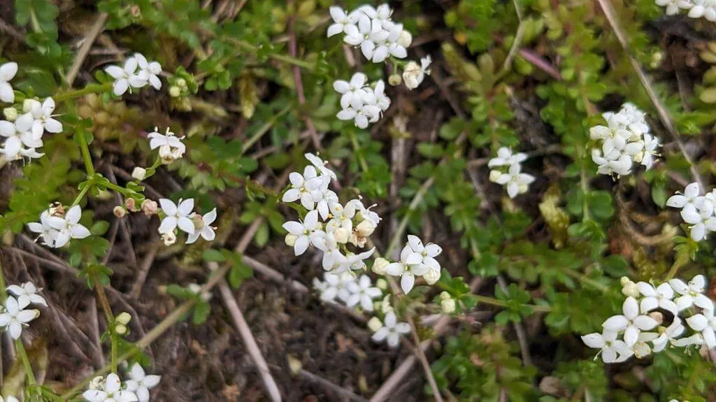 Fedezd fel a Csarabos galajt (Galium saxatile): Gondozás, Teleltetés és Szaporítás