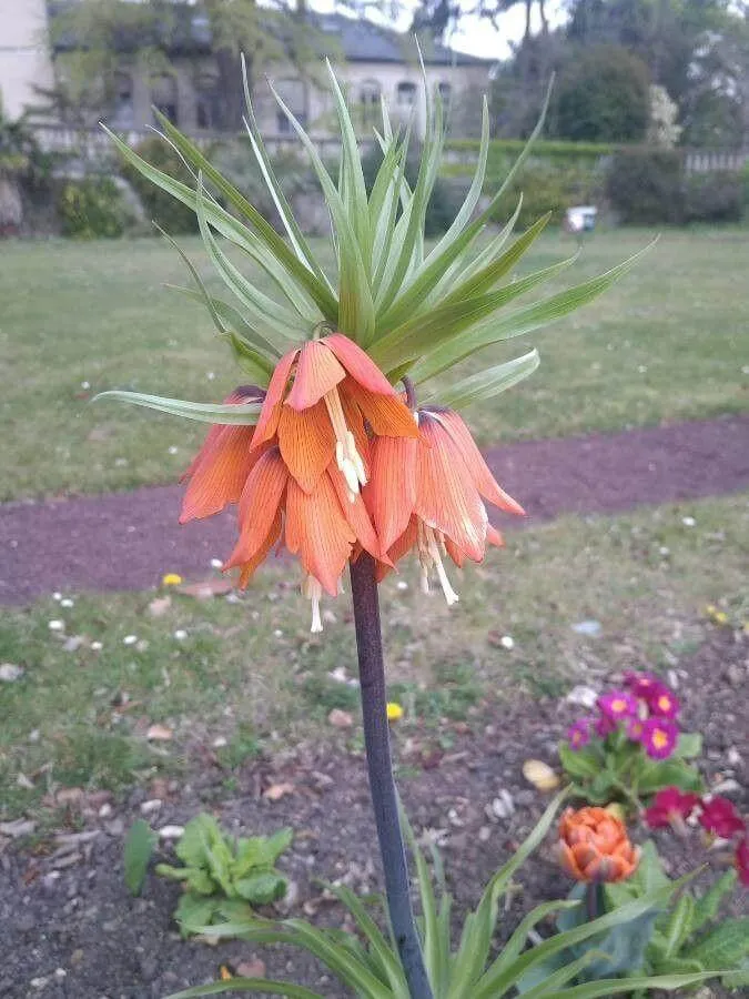 Császárkorona (Fritillaria imperialis): Ismerd meg, gondozd és szaporítsd ezt a lenyűgöző növényt!