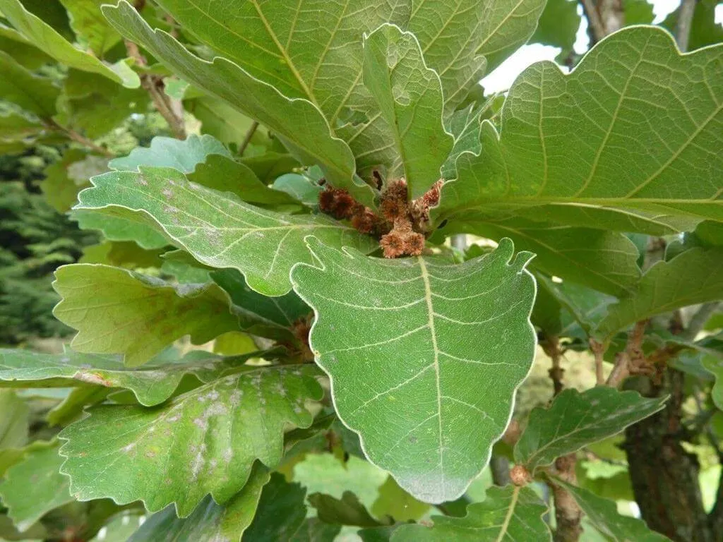 Fedezd fel a Császártölgy (Quercus dentata) fajtáit, gondozását és ültetését!