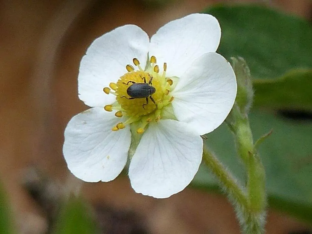 Csattogó szamóca (Fragaria viridis): Ismerd meg fajtáit, gondozását és ízletes gyümölcseit!