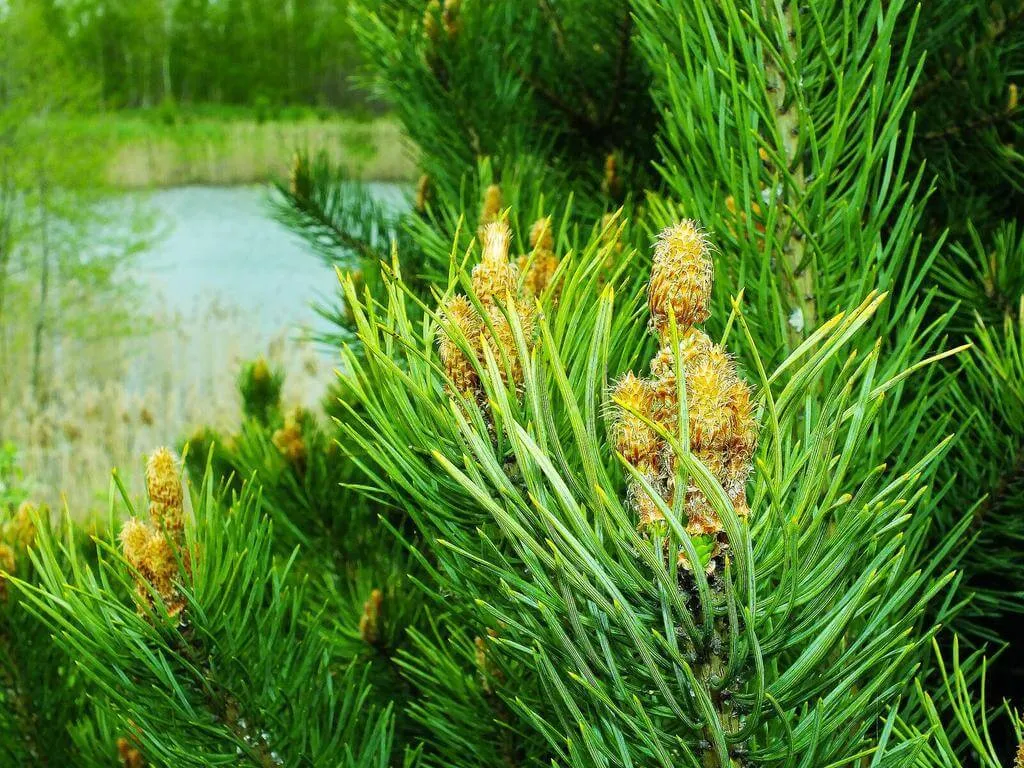Fedezd fel a Csavarttűjű fenyőt (Pinus contorta): Gondozás, Teleltetés és Szaporítás Fedezd fel a Csavarttűjű fenyőt (Pinus contorta): Gondozás, Teleltetés és Szaporítás