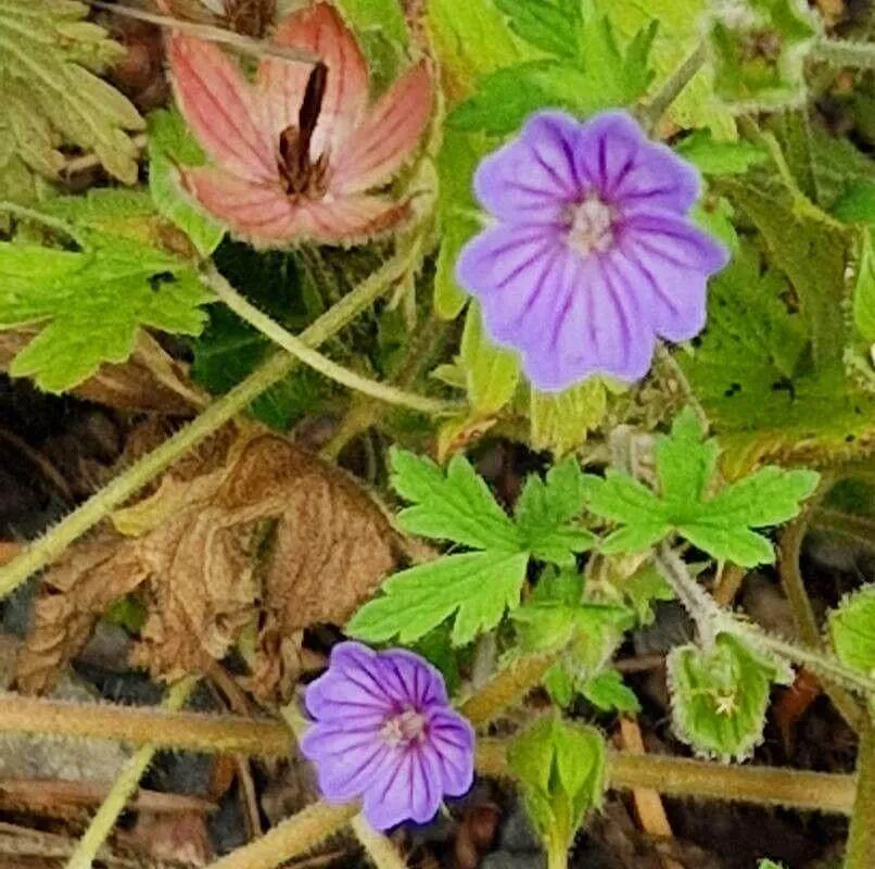 Cseh gólyaorr (Geranium bohemicum) – Fajták, Gondozás és Ültetés