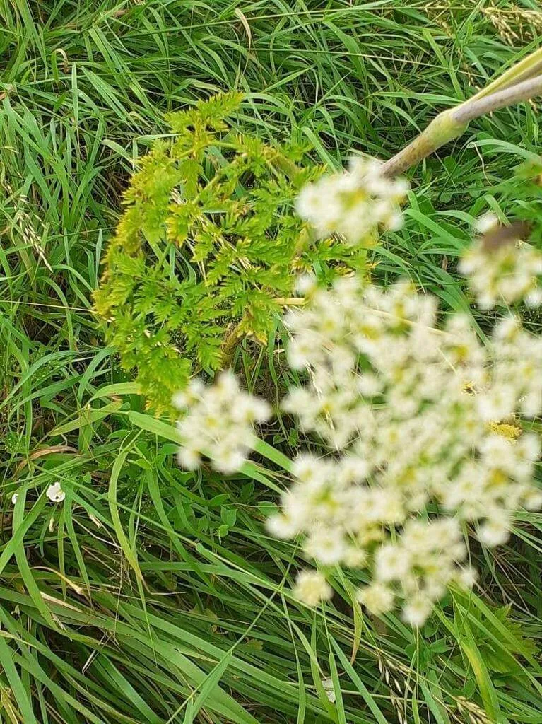 Fedezd fel a Csemege baraboly (Chaerophyllum bulbosum) fajtáit, gondozását és ültetését! Fedezd fel a Csemege baraboly (Chaerophyllum bulbosum) fajtáit, gondozását és ültetését!