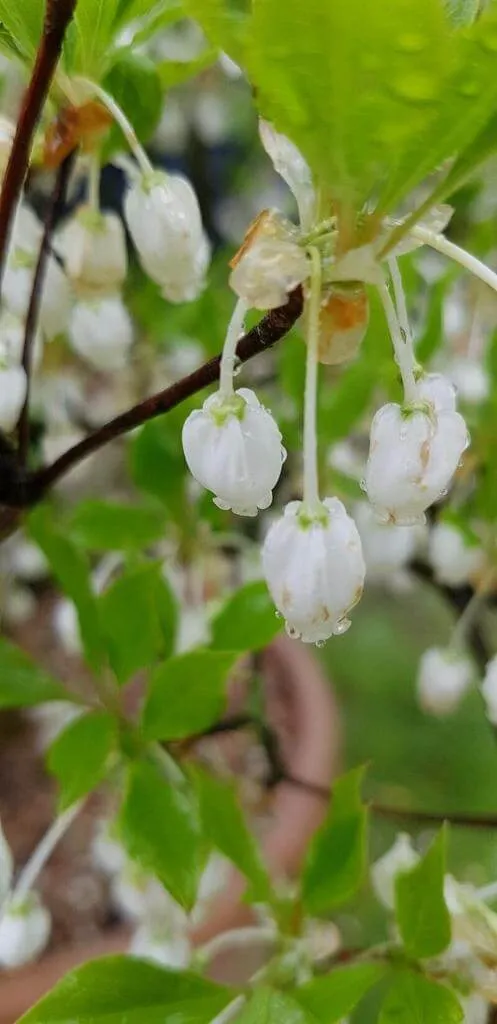 Fedezd fel a Csengőbojt (Enkianthus campanulatus) varázslatos világát: fajták, gondozás és ültetés