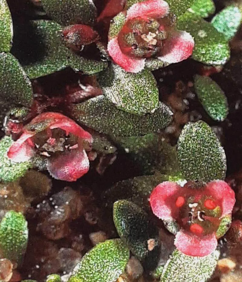 Cseplesz látonya (Elatine hexandra): Gondozás, Teleltetés és Növekedési Szokások Cseplesz látonya (Elatine hexandra): Gondozás, Teleltetés és Növekedési Szokások