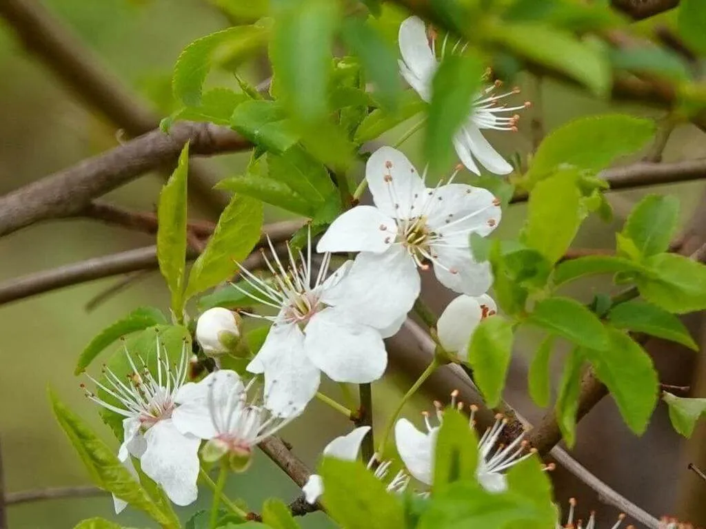 Fedezd fel a Csepleszmeggyet (Prunus fruticosa): Gondozás, Ültetés és Szaporítás