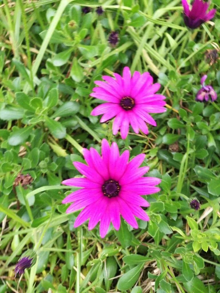 Fedezd fel a Cseppecske (Dimorphotheca ecklonis) varázsát: ültetés, gondozás és szaporítás