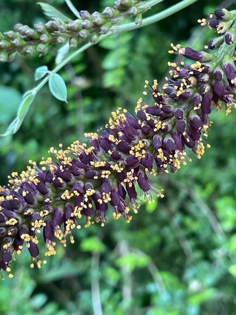 Fedezd fel a Cserjés gyalogakác (Amorpha fruticosa) csodálatos világát: ültetés, gondozás és szaporítás