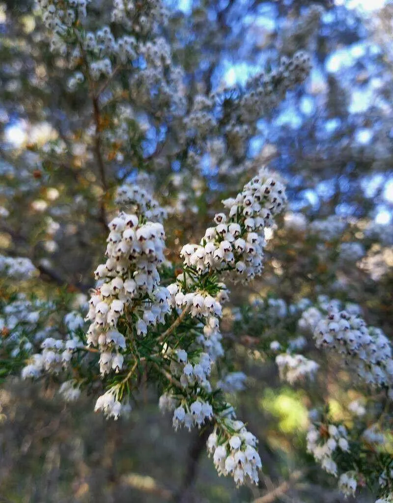 Cserjés hanga (Erica arborea): Ismerd meg fajtáit, gondozását és ültetését!