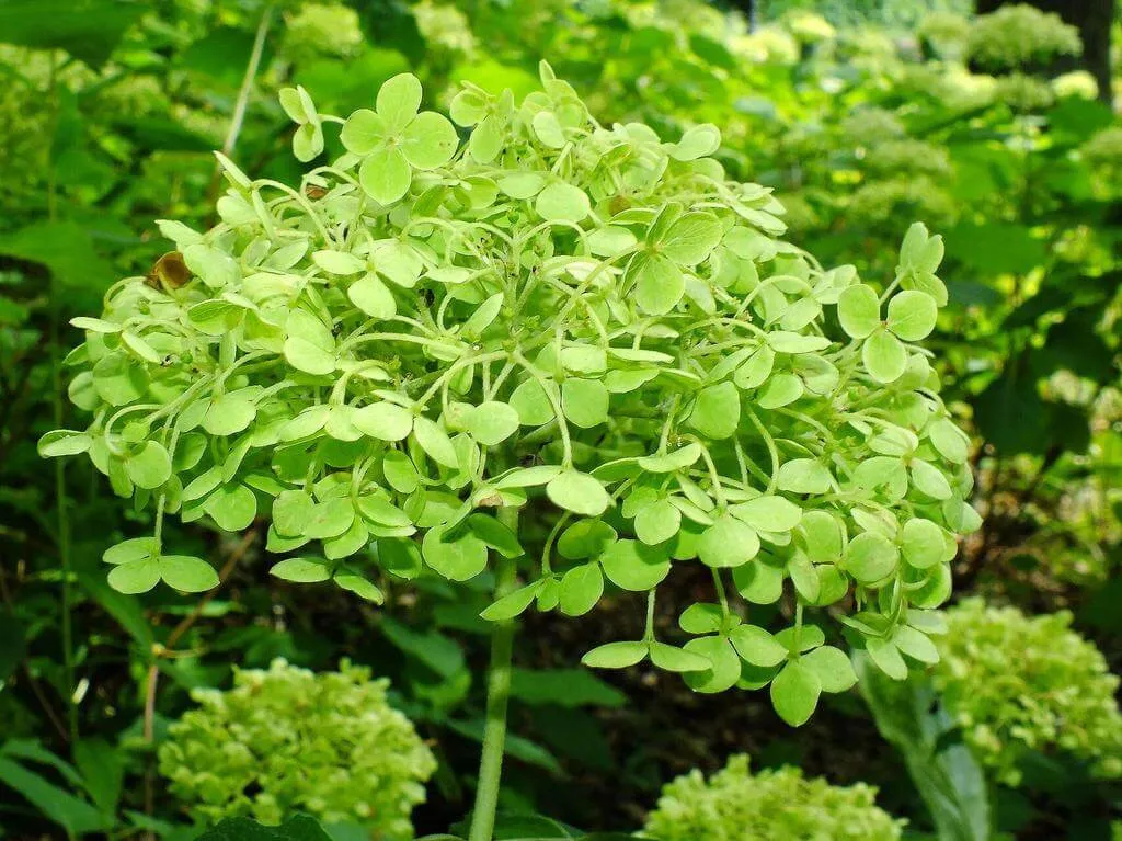 Cserjés hortenzia (Hydrangea arborescens): Fajták, Gondozás és Szaporítás