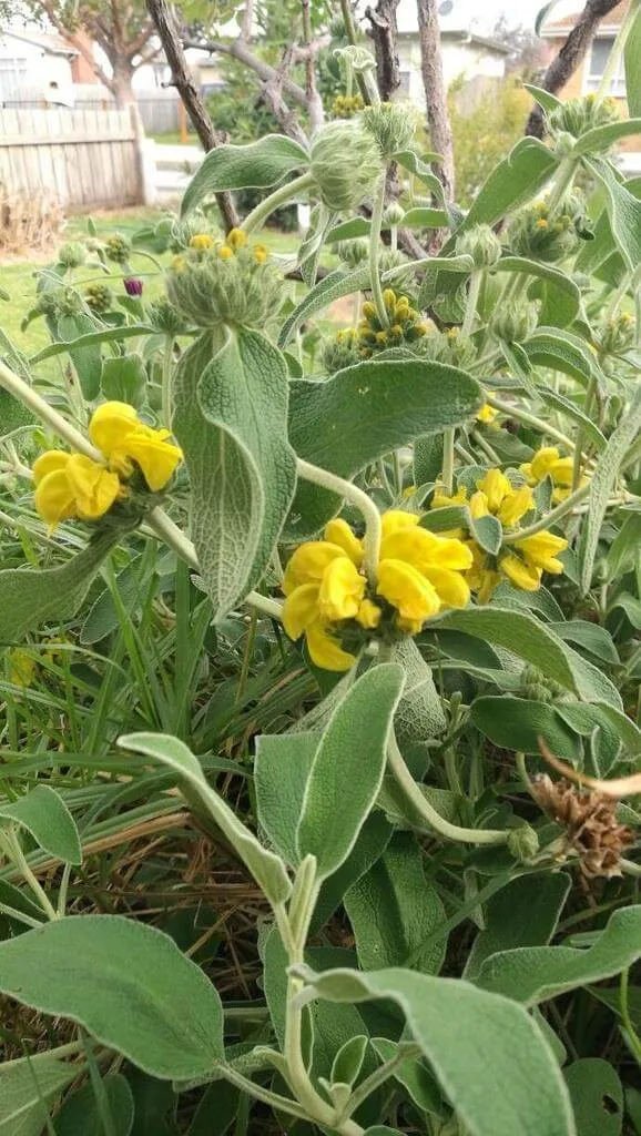 Fedezd fel a Cserjés macskahere (Phlomis fruticosa) fajtáit, gondozását és virágzását!