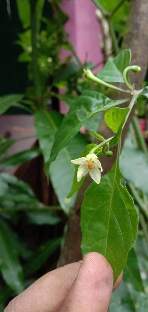 Fedezd fel a Cserjés paprikát (Capsicum frutescens): Gondozás, Teleltetés és Szaporítás