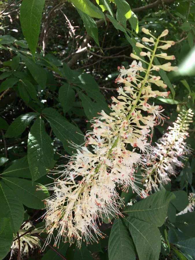 Cserjés vadgesztenye (Aesculus parviflora): Fajták, Gondozás és Ültetés