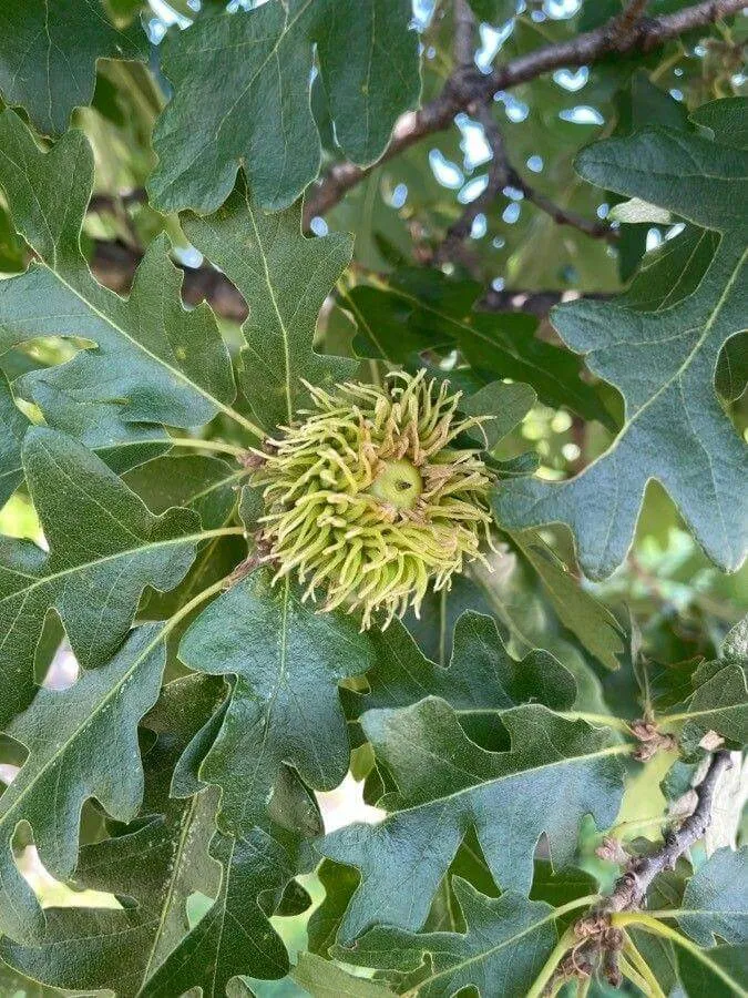 Ismerd meg a Csertölgy (Quercus cerris) fajtáit, gondozását és ültetését Ismerd meg a Csertölgy (Quercus cerris) fajtáit, gondozását és ültetését