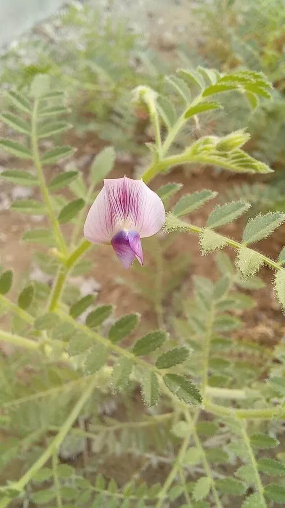 Fedezd fel a Csicseriborsó (Cicer arietinum) fajtáit, gondozását és termesztésének titkait!