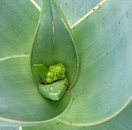 Ismerd meg a Csíkos aloét (Aloe striata), tudd meg, hogyan kell gondozni, teleltetni és szaporítani ezt a gyönyörű növényt!