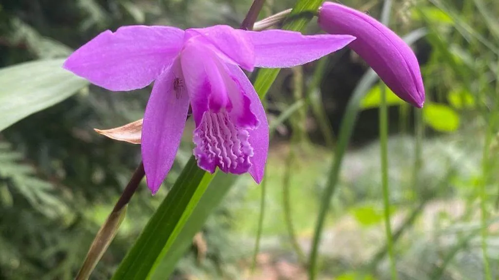 Csíkos jácintorchidea (Bletilla striata): Fajták, Gondozás és Teleltetés Csíkos jácintorchidea (Bletilla striata): Fajták, Gondozás és Teleltetés