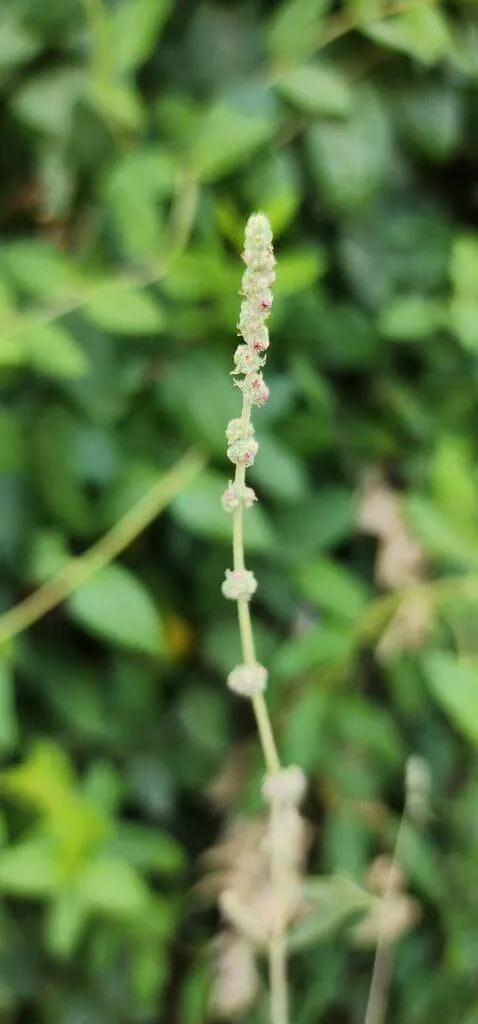 Fedezd fel a Csíkos libatop (Chenopodium betaceum) fajtáit, gondozását és ültetését Fedezd fel a Csíkos libatop (Chenopodium betaceum) fajtáit, gondozását és ültetését