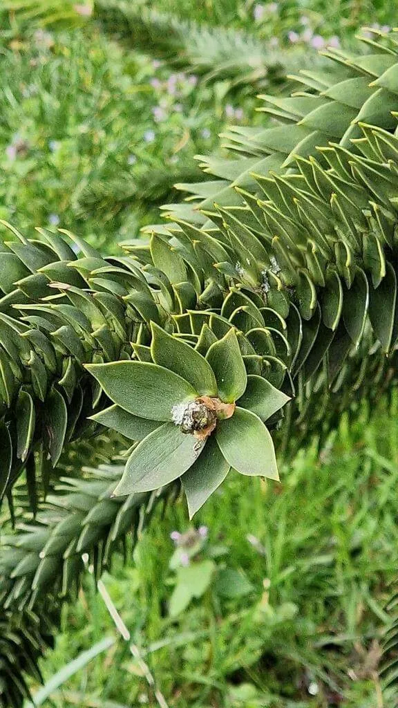 Fedezd fel a Csilei araukária (Araucaria araucana) fajtáit, gondozását és ültetését! Fedezd fel a Csilei araukária (Araucaria araucana) fajtáit, gondozását és ültetését!