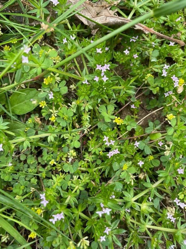 Fedezd fel a Csillagfű (Sherardia arvensis) fajtáit, gondozását és teleltetését! Fedezd fel a Csillagfű (Sherardia arvensis) fajtáit, gondozását és teleltetését!