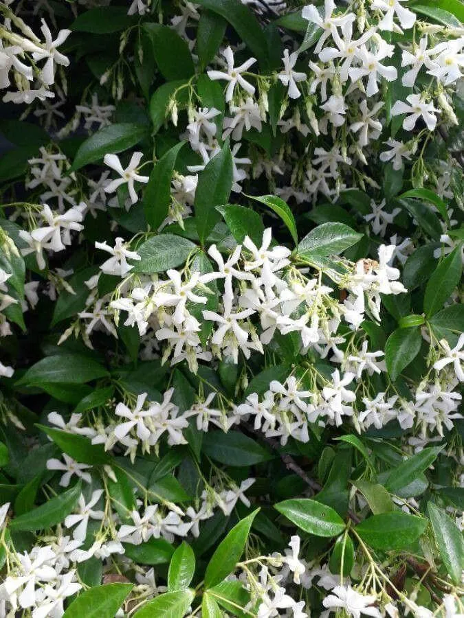 Csillagjázmin (Trachelospermum jasminoides): Fajták, Gondozás és Teleltetés Csillagjázmin (Trachelospermum jasminoides): Fajták, Gondozás és Teleltetés