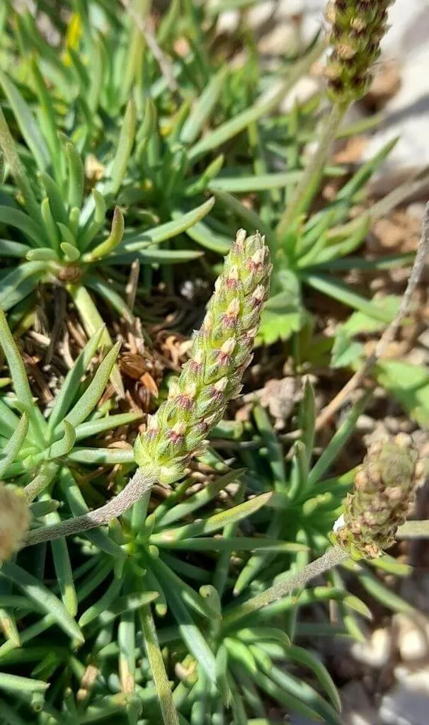 Fedezd fel a Csillagmoha (Plantago subulata) varázslatos világát: fajták, gondozás és teleltetés Fedezd fel a Csillagmoha (Plantago subulata) varázslatos világát: fajták, gondozás és teleltetés