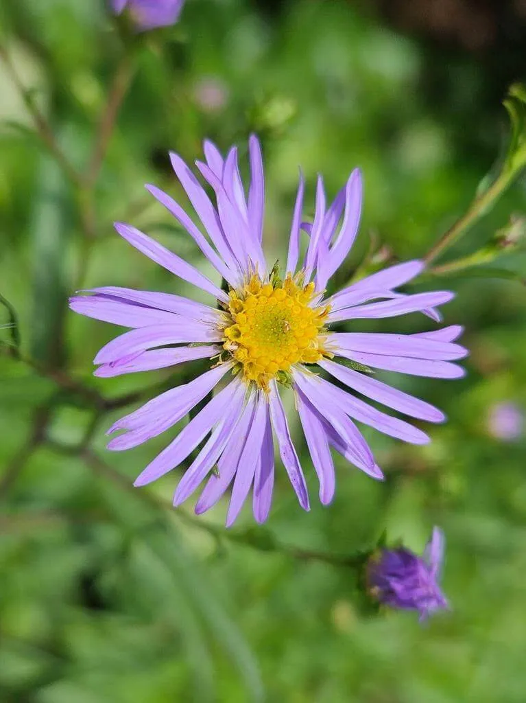 Fedezd fel a Csillagőszirózsa (Aster amellus) fajtáit, gondozását és szaporítását!