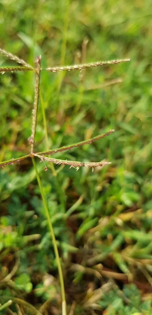 Fedezd fel a Csillagpázsit (Cynodon dactylon) fajtáit, gondozását és ültetésének titkait!