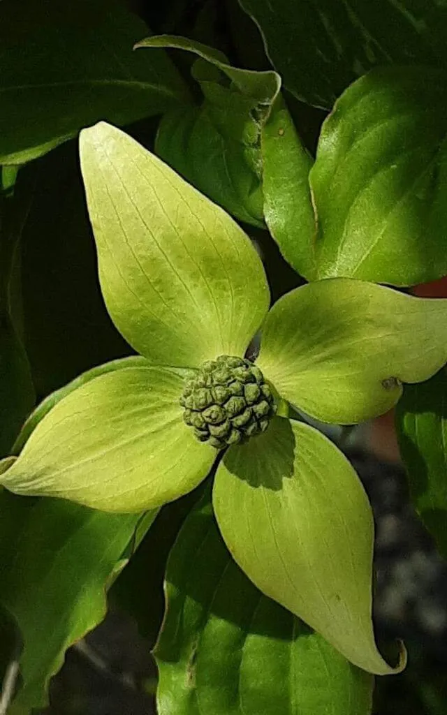 Fedezd fel a Csillagsom (Cornus kousa) fajtáit, gondozását és ültetésének titkait!