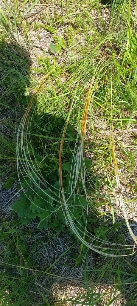 A Csinos árvalányhaj (Stipa pulcherrima) könnyen nevelhető díszfű, amely napfényes helyeken virágzik; tudd meg, hogyan kell ültetni, gondozni és teleltetni!