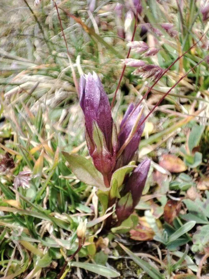 Csinos tárnicska (Gentianella amarella): Gondozás, ültetés és szaporítás titkai