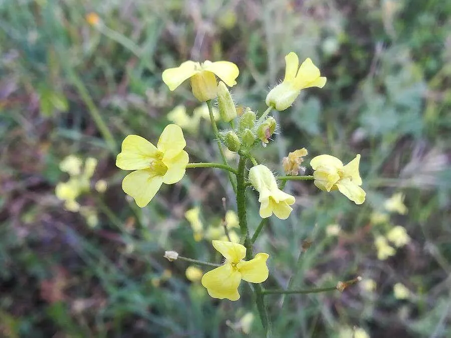 Fedezd fel a Csípős szümcsőt (Bunias erucago): Gondozás, ültetés és ízletes levelek