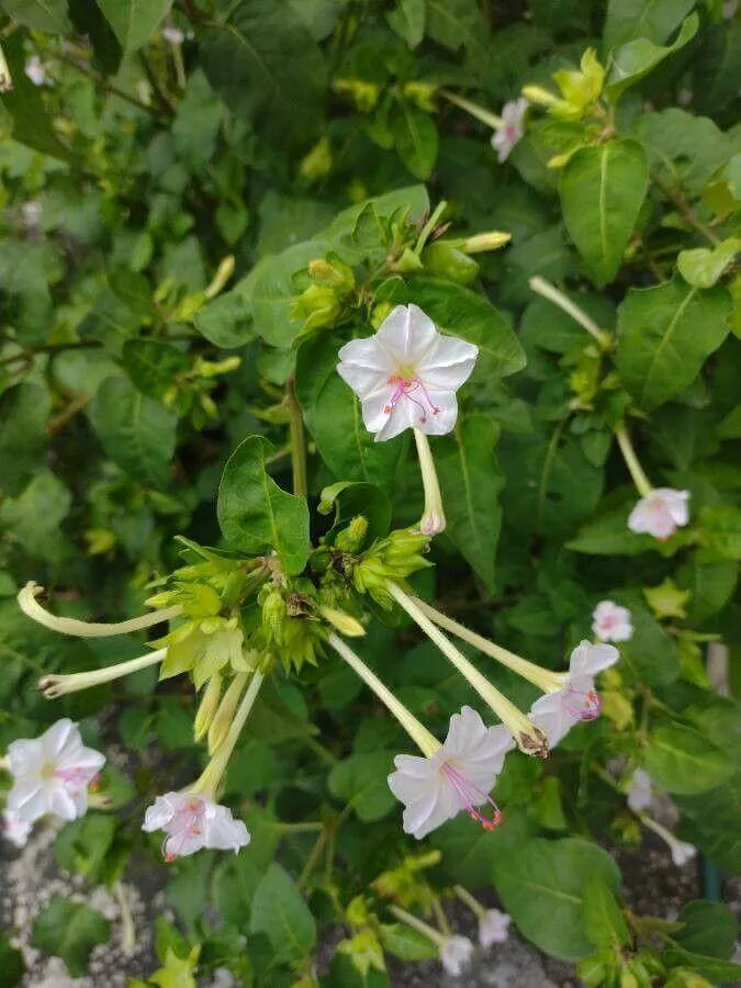 Csodatölcsér (Mirabilis longiflora): Ismerd meg fajtáit, gondozását és szaporítását!