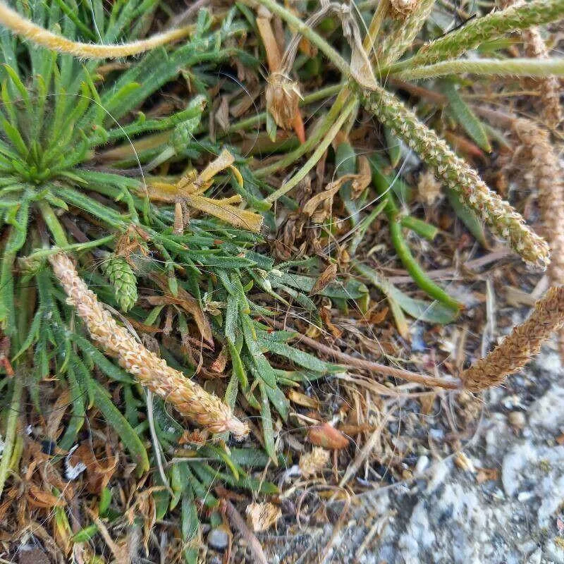 Csókalábú útifű (Plantago coronopus): Gondozás, ültetés és szaporítás titkai Csókalábú útifű (Plantago coronopus): Gondozás, ültetés és szaporítás titkai
